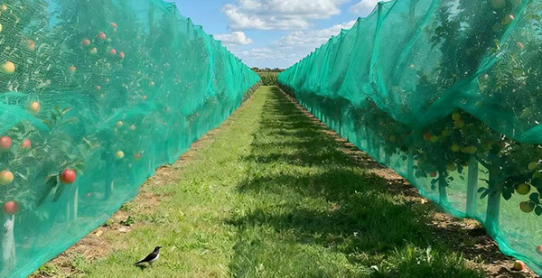 Innovation in Anti-Bird Nets Significantly Reduces Crop Loss for Fruit Growers
